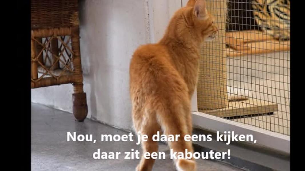 Kattenpraat