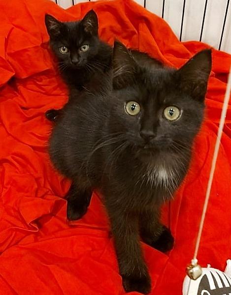 Kattenpraat