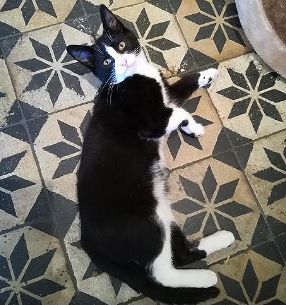 Kattenpraat