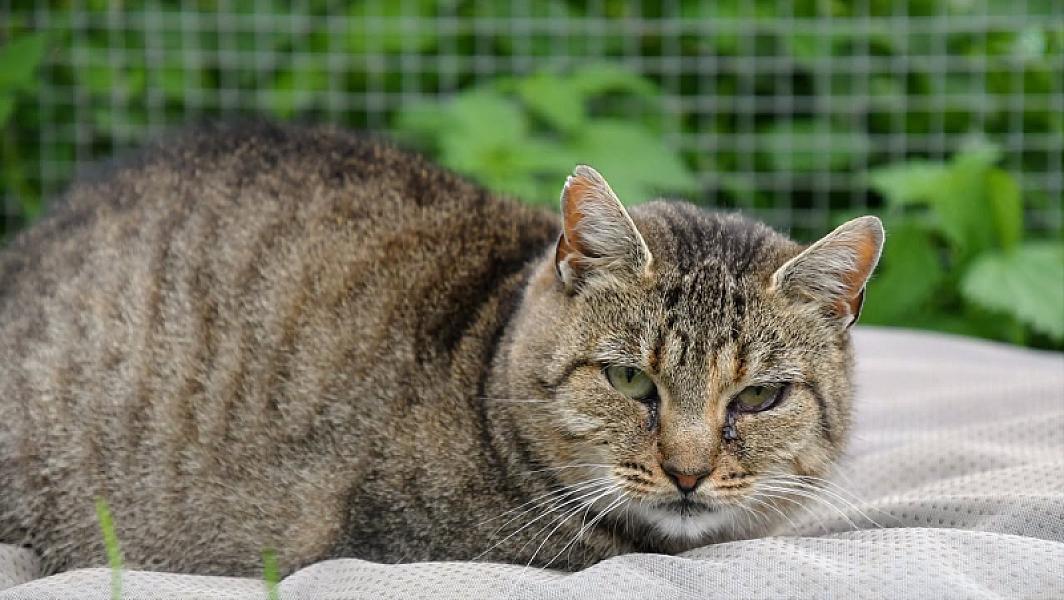Kattenpraat