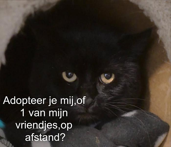 Kattenpraat