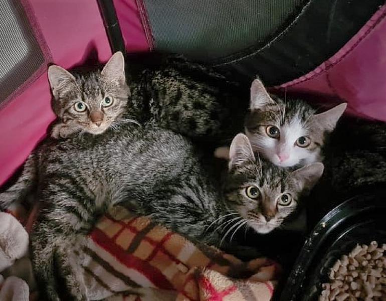Kattenpraat