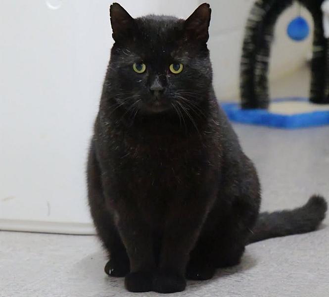 Kattenpraat