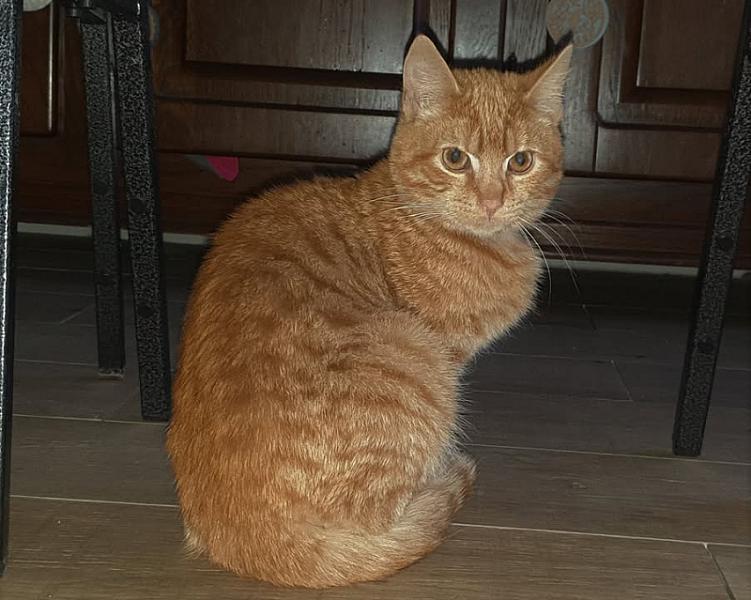 Kattenpraat