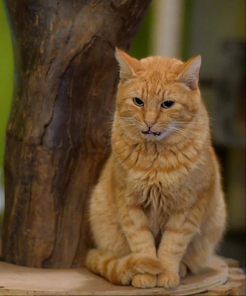 Kattenpraat