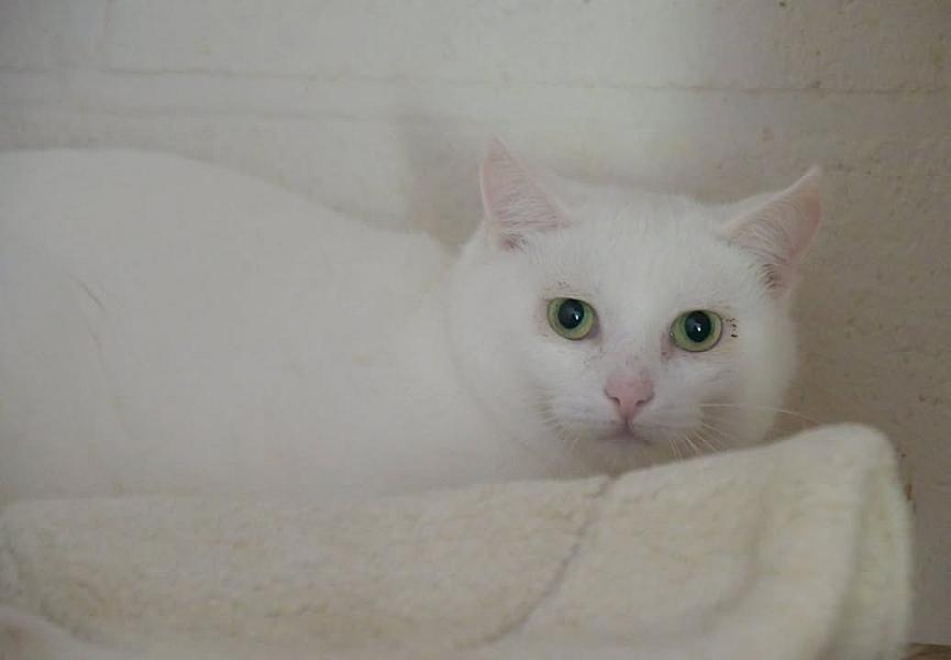 Kattenpraat