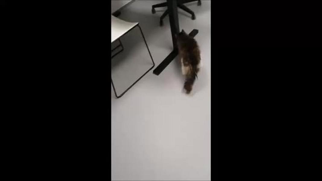 Kattenpraat