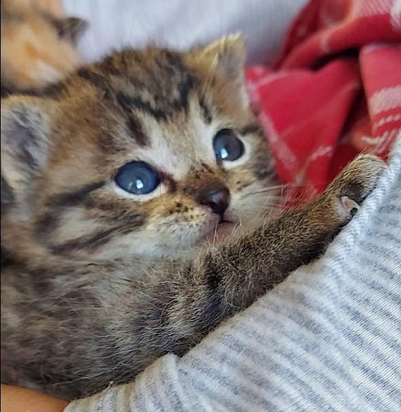 Kattenpraat
