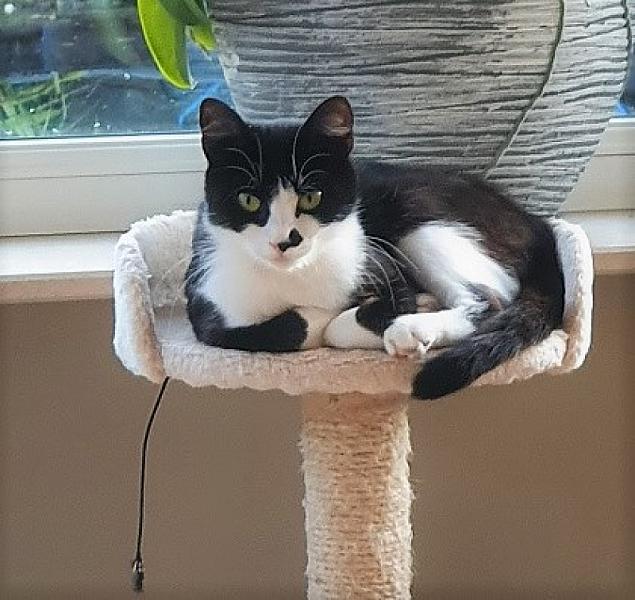 Kattenpraat