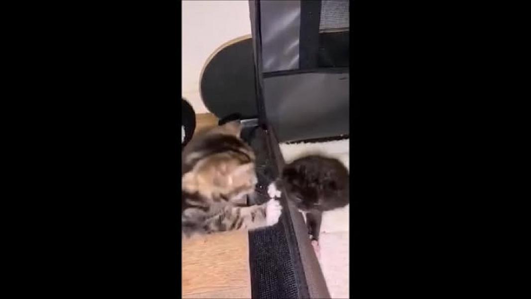 Kattenpraat