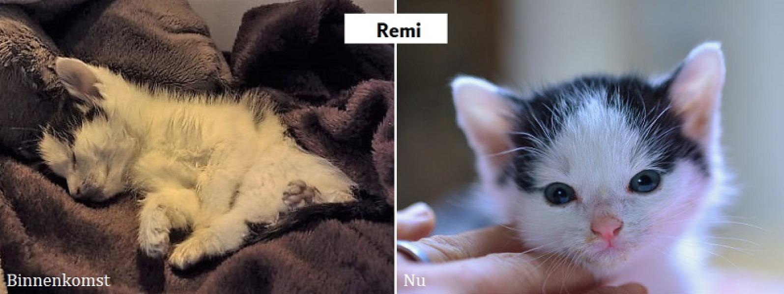 Kattenpraat