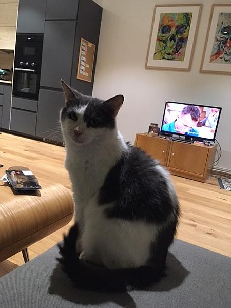 Kattenpraat