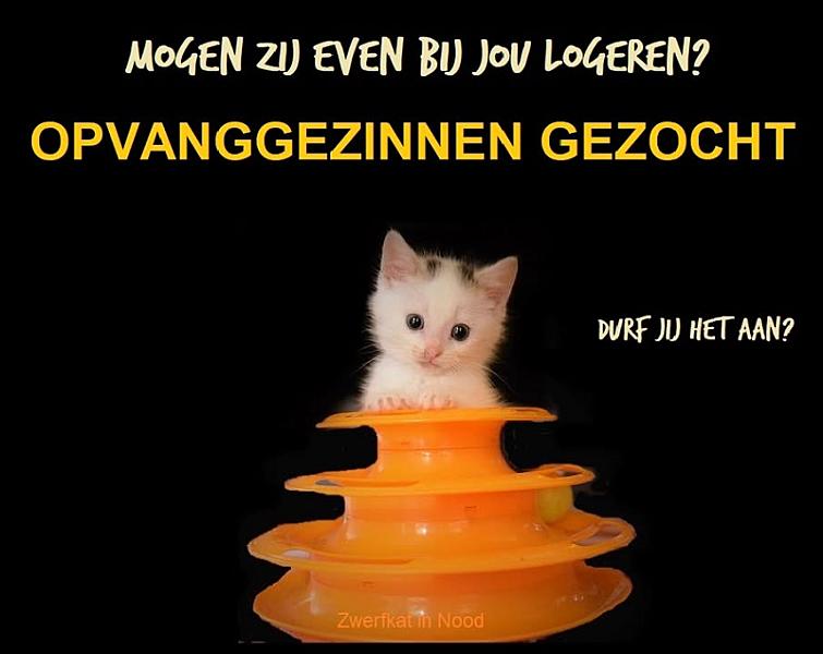 Kattenpraat
