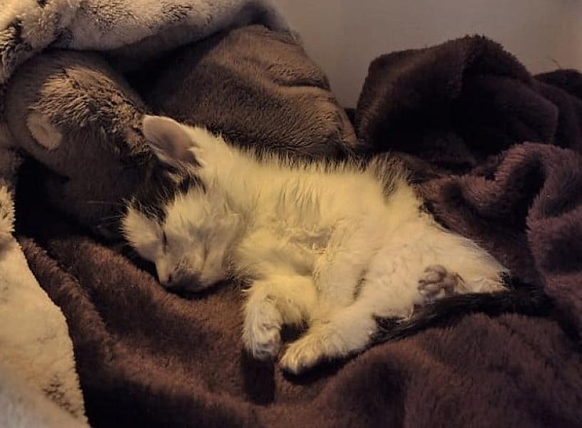 Kattenpraat