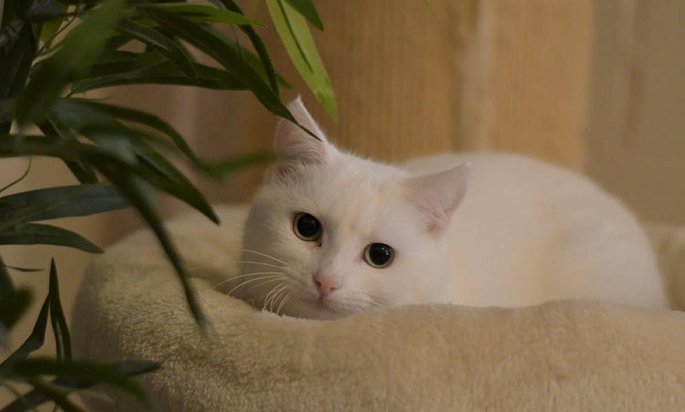 Kattenpraat