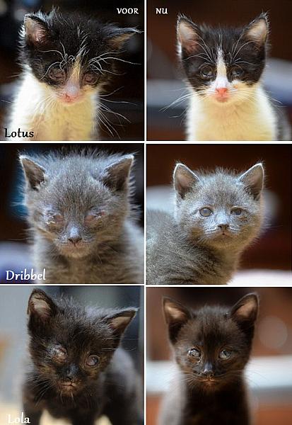 Kattenpraat