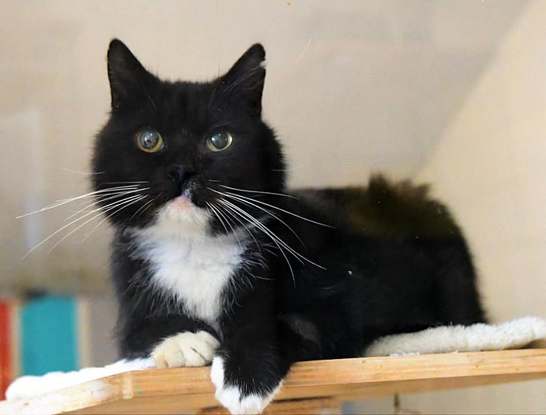 Kattenpraat