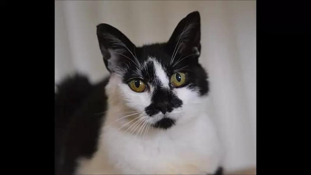 Kattenpraat