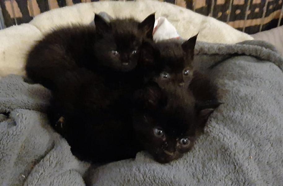 Kattenpraat