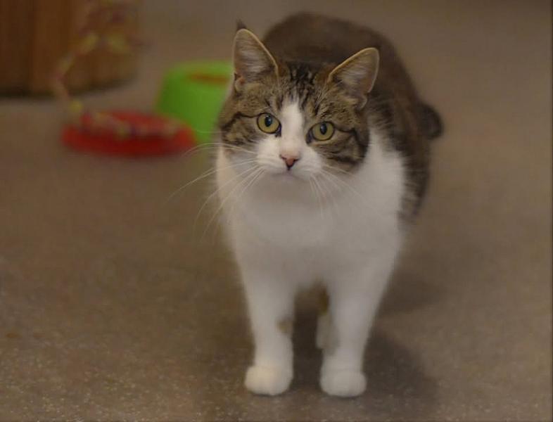 Kattenpraat