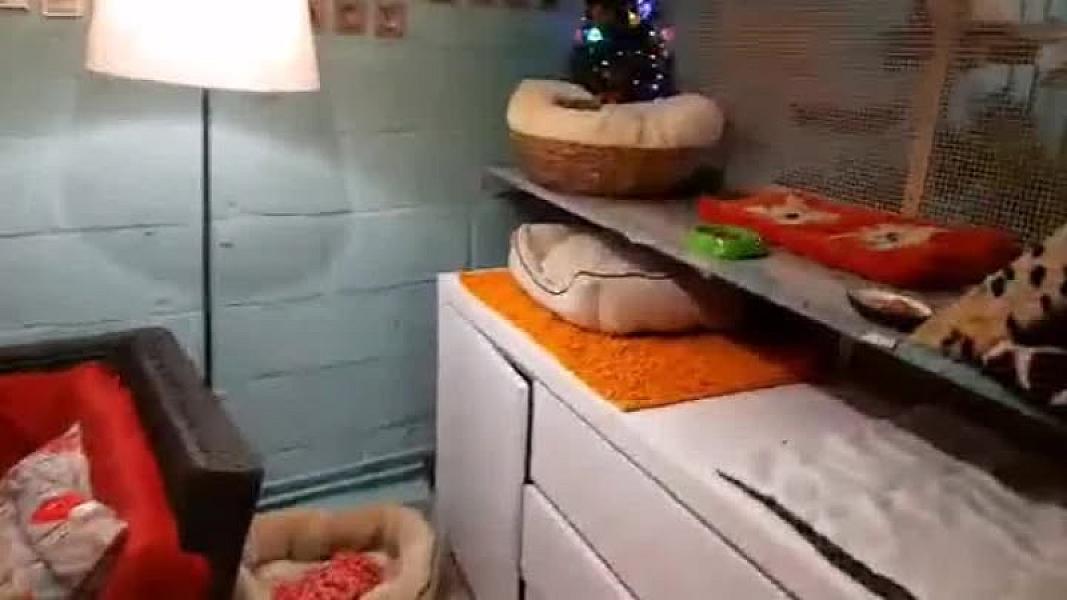 Kattenpraat