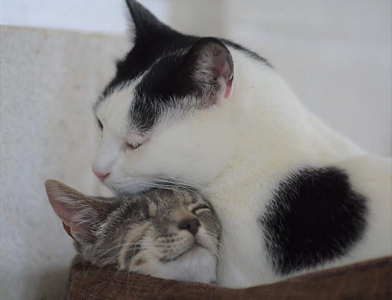 Kattenpraat