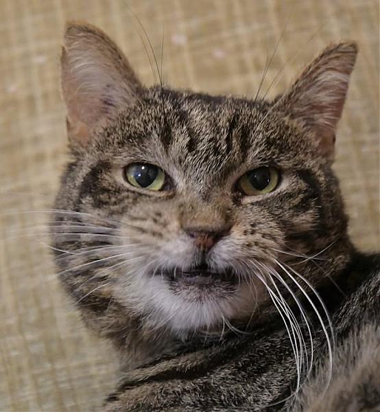 Kattenpraat
