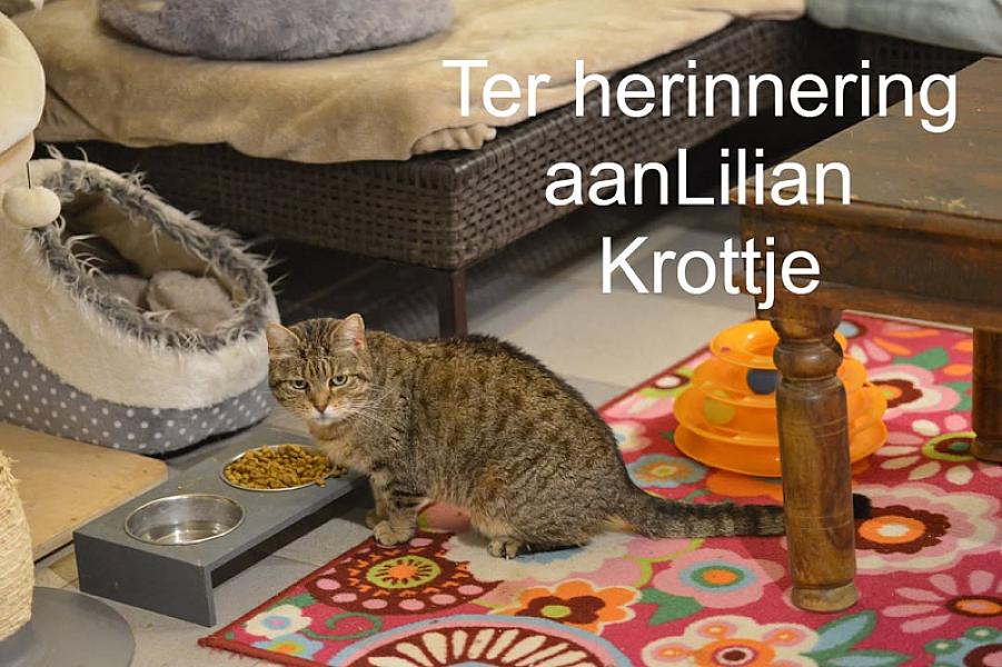 Kattenpraat