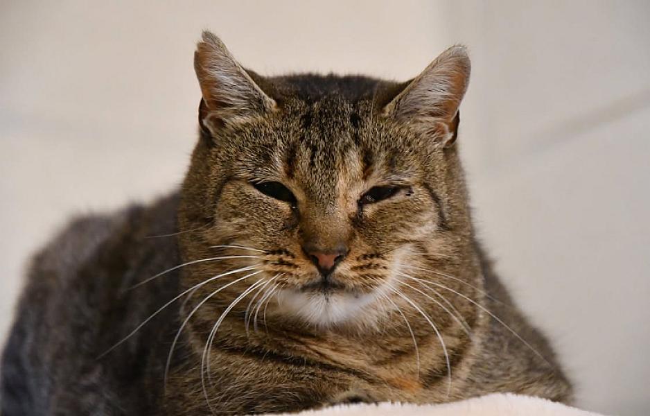 Kattenpraat