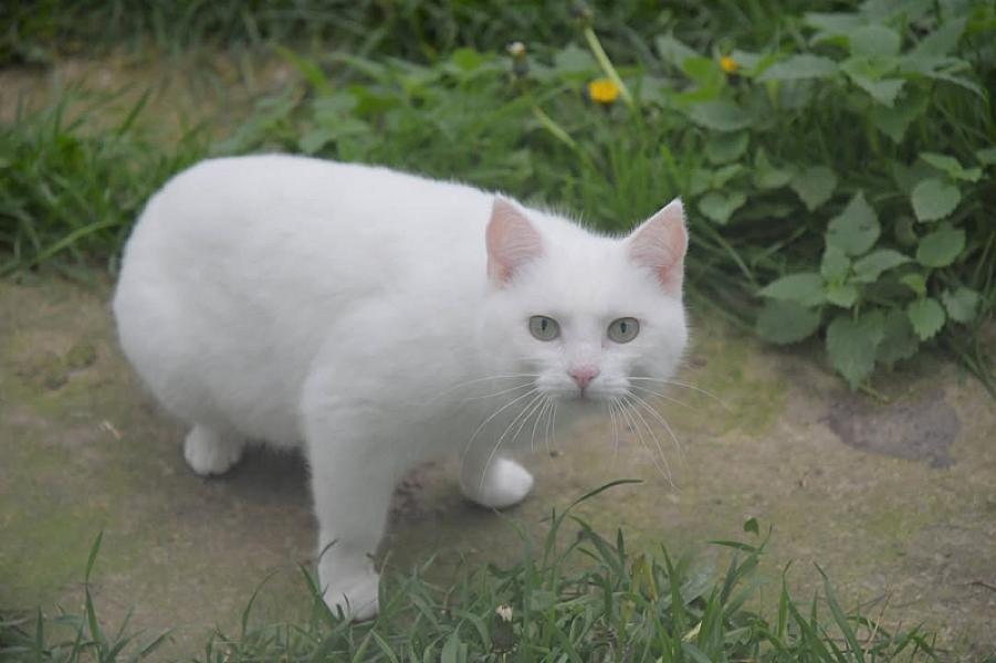 Kattenpraat