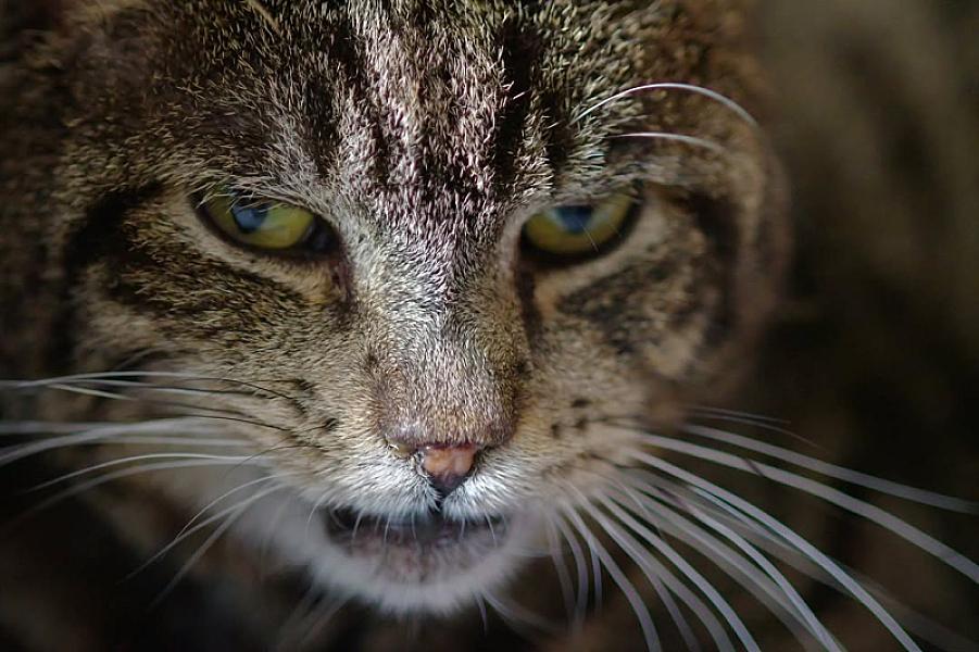 Kattenpraat