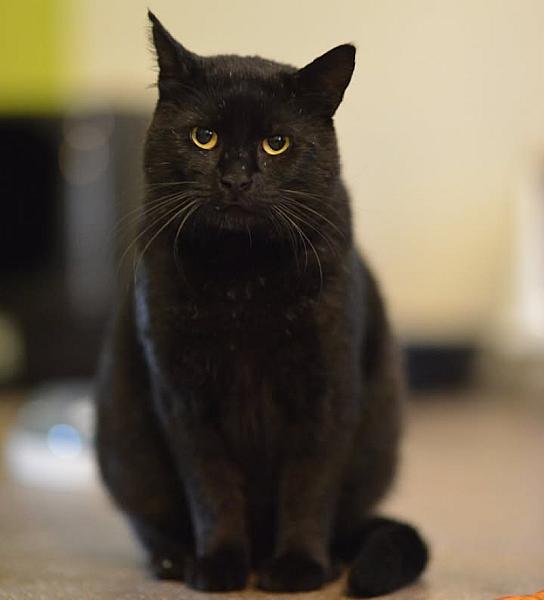 Kattenpraat
