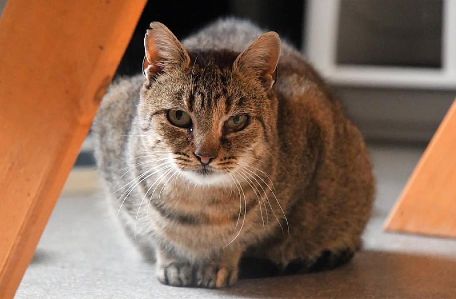 Kattenpraat