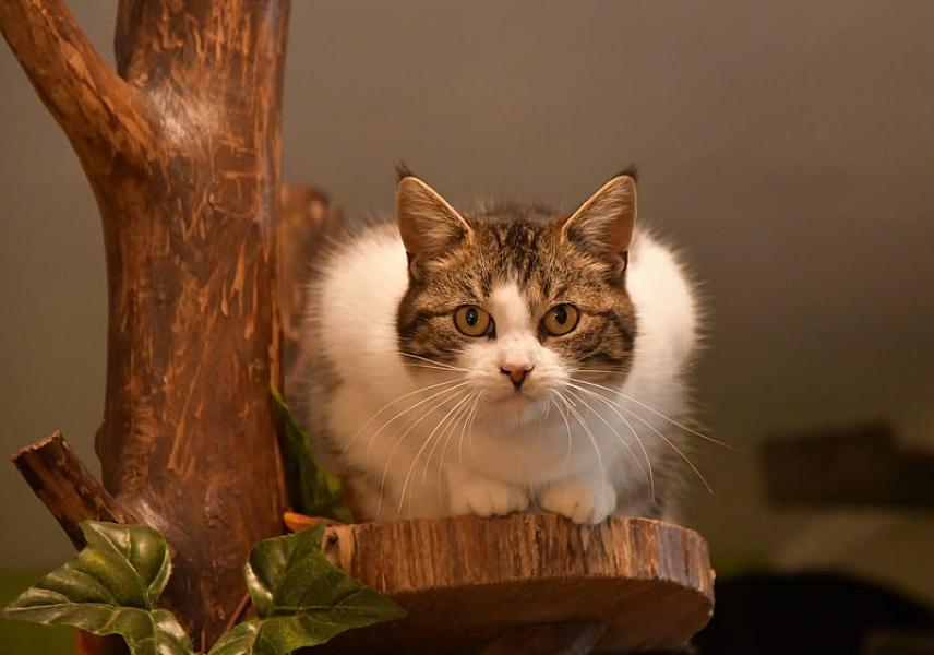 Kattenpraat