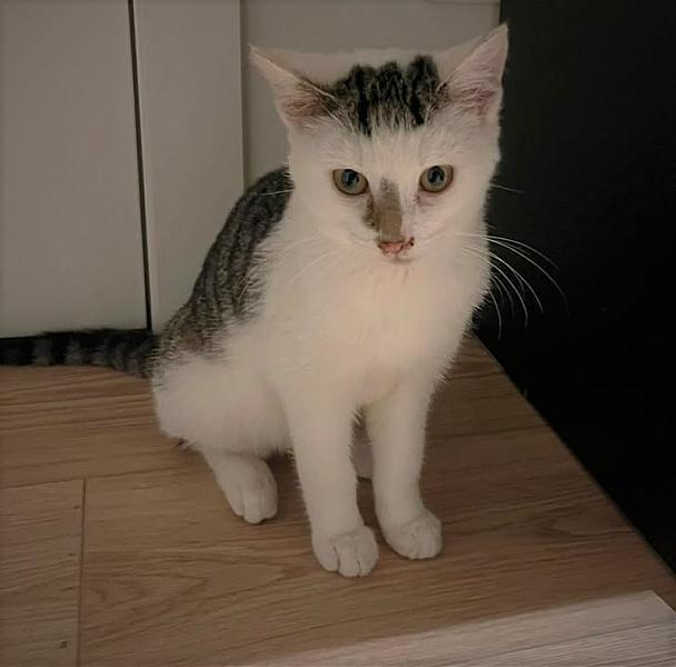 Kattenpraat