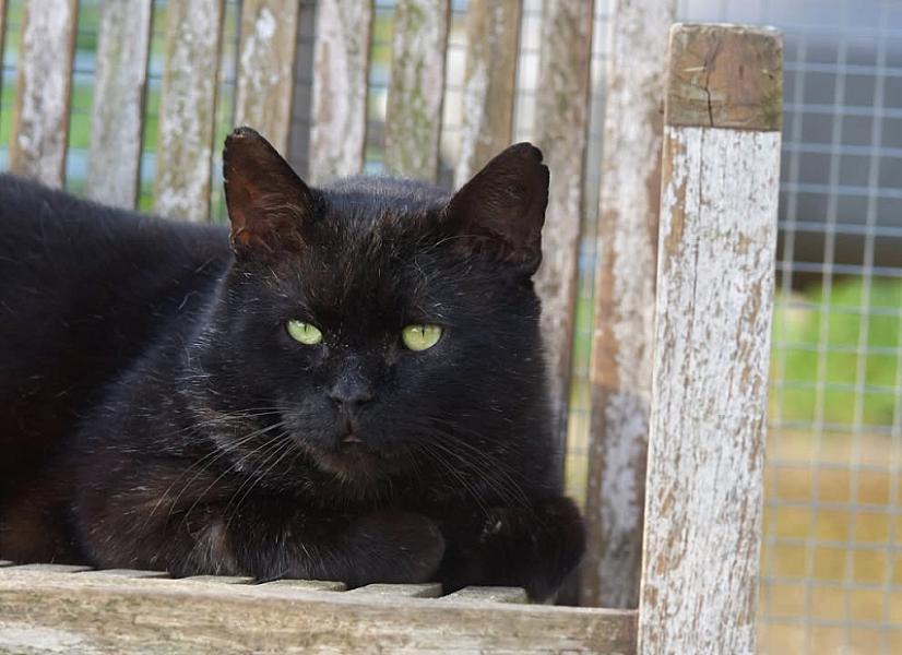 Kattenpraat