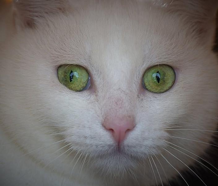 Kattenpraat