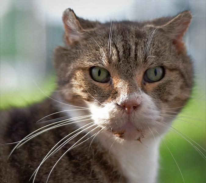 Kattenpraat