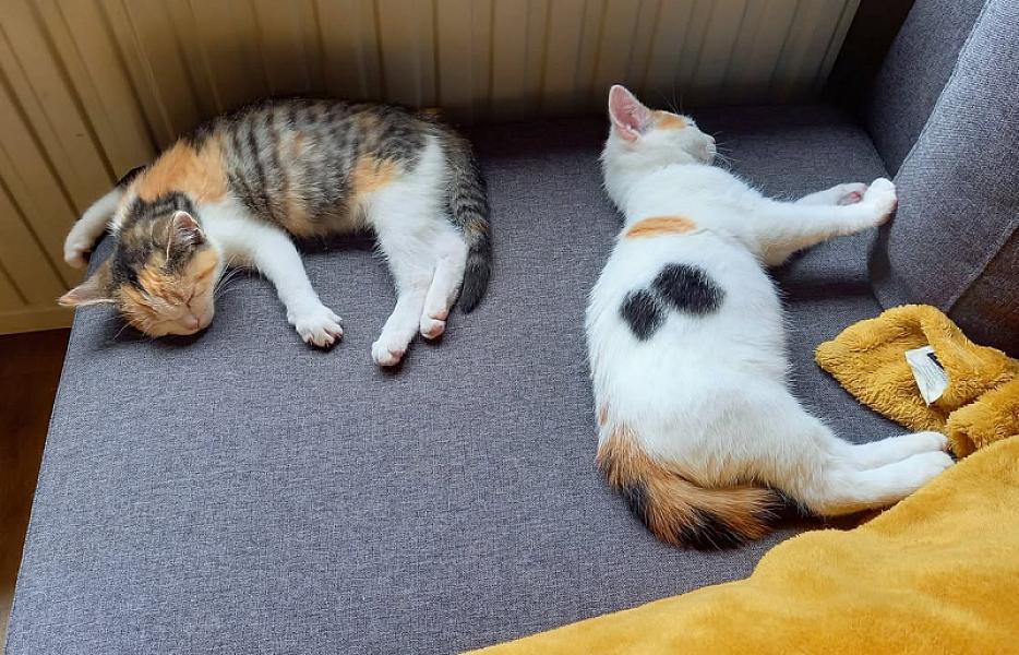Kattenpraat