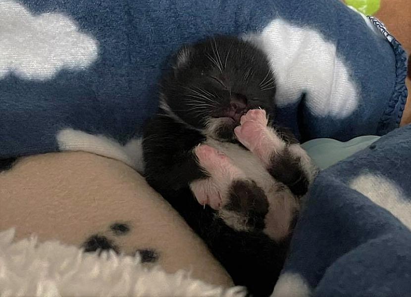 Kattenpraat