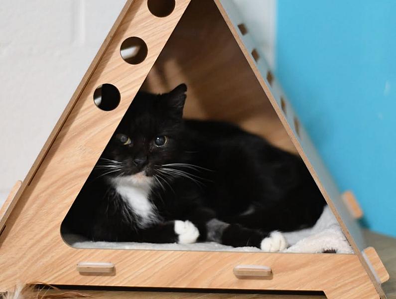 Kattenpraat