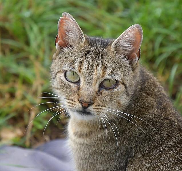 Kattenpraat