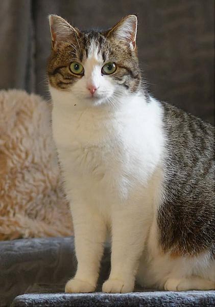 Kattenpraat
