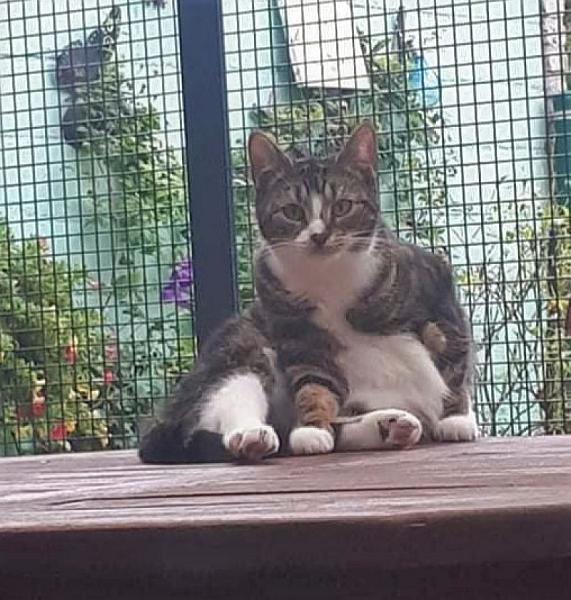 Kattenpraat