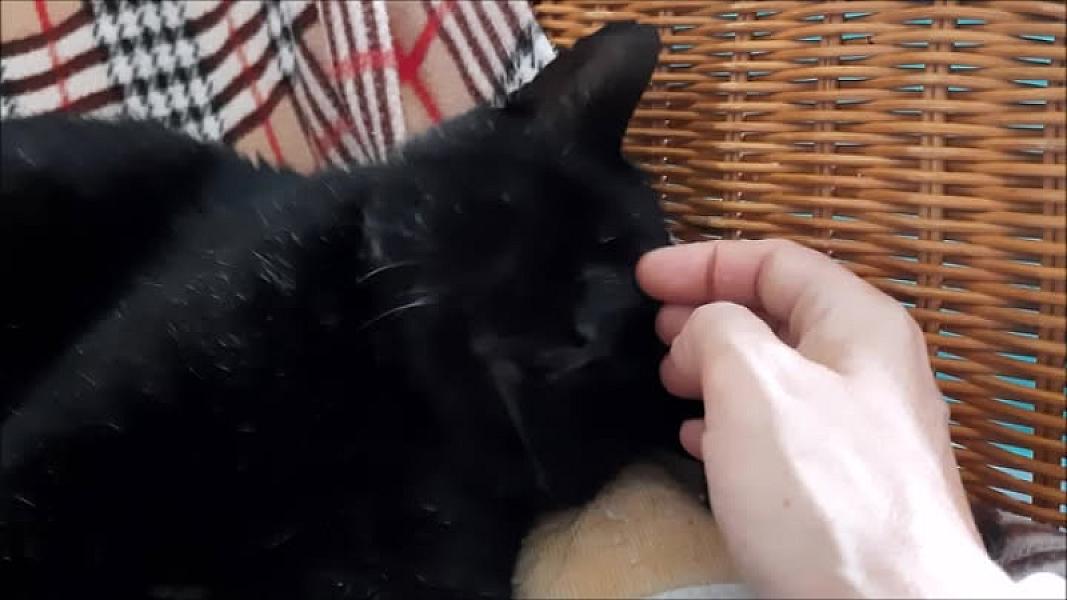 Kattenpraat