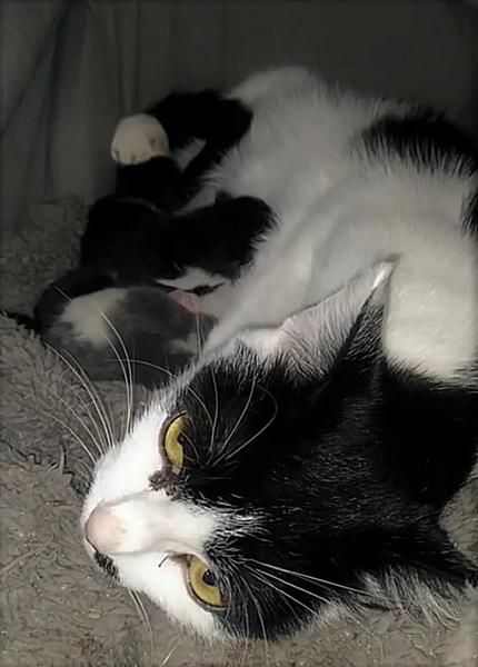 Kattenpraat