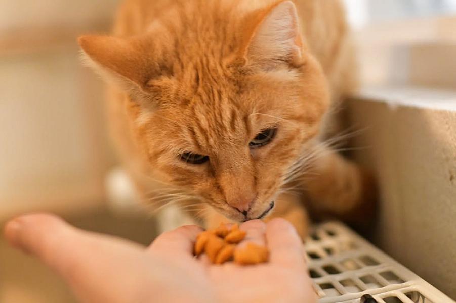 Kattenpraat