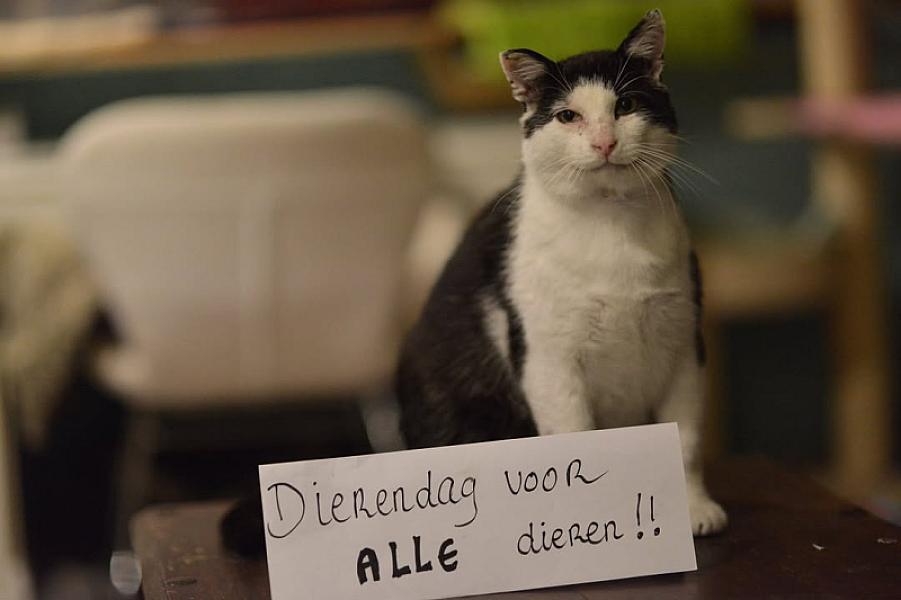 Kattenpraat