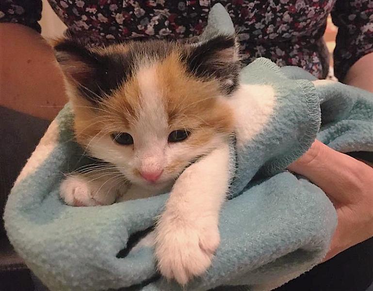 Kattenpraat
