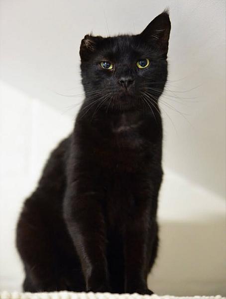 Kattenpraat